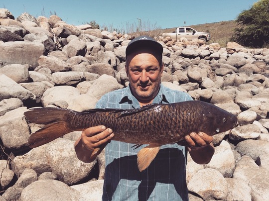 Common Carp