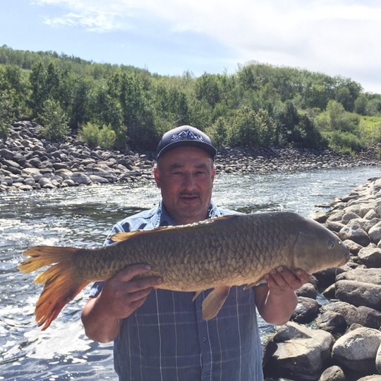 Common Carp