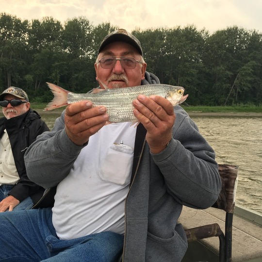 Goldeye