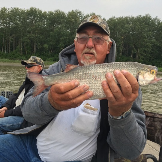 Goldeye