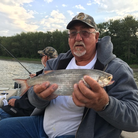 Goldeye