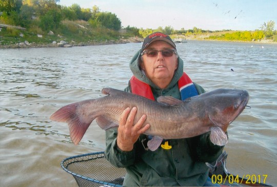 Channel Catfish