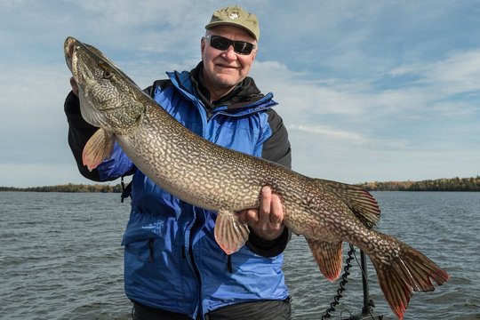 Northern Pike