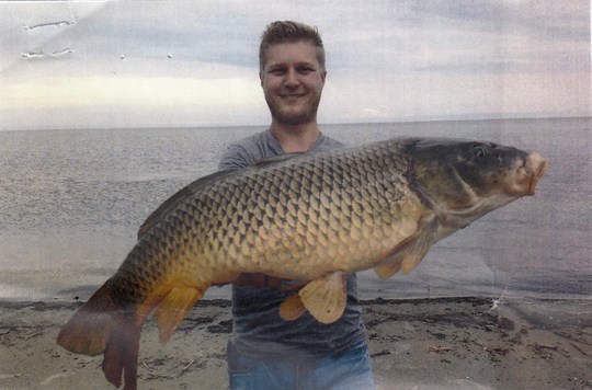 Common Carp