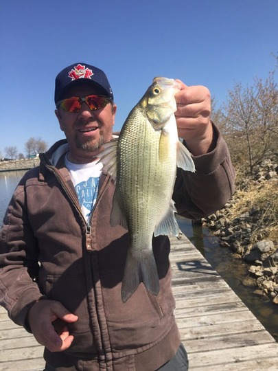 White Bass