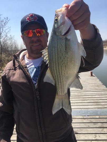 White Bass