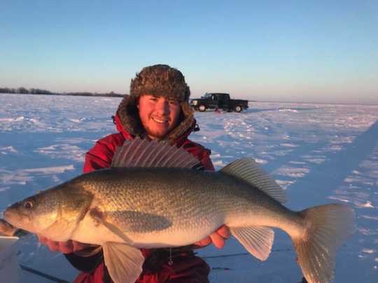 Walleye