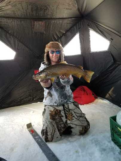 Brown Trout