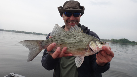 White Bass