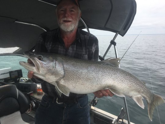 Lake Trout