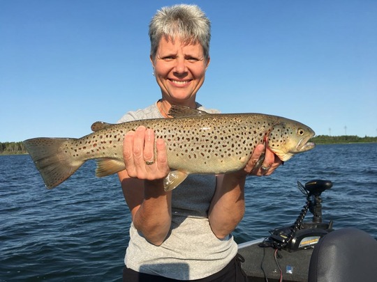 Brown Trout