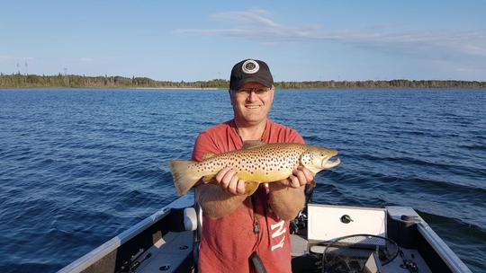 Brown Trout