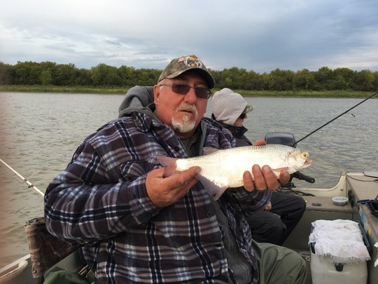 Goldeye