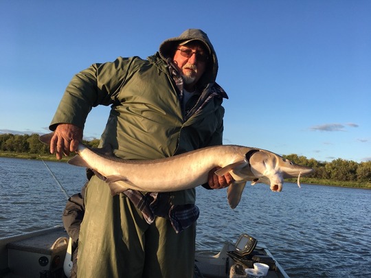 Lake Sturgeon