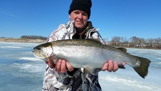 Rainbow Trout