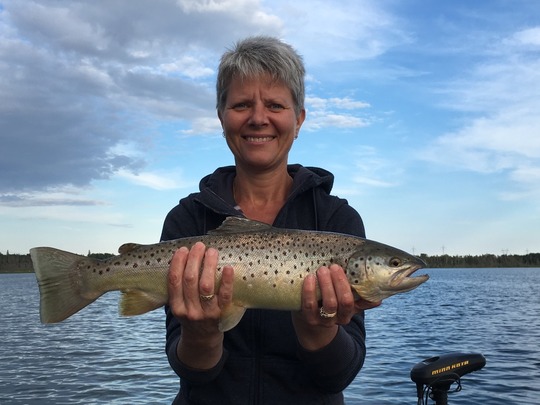 Brown Trout