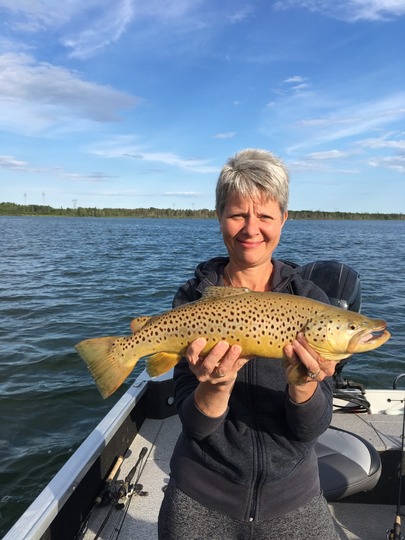 Brown Trout