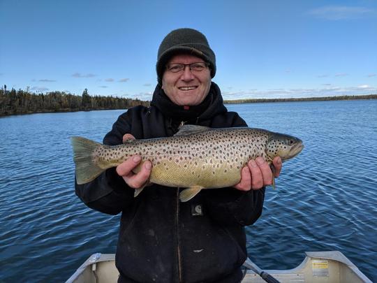 Brown Trout