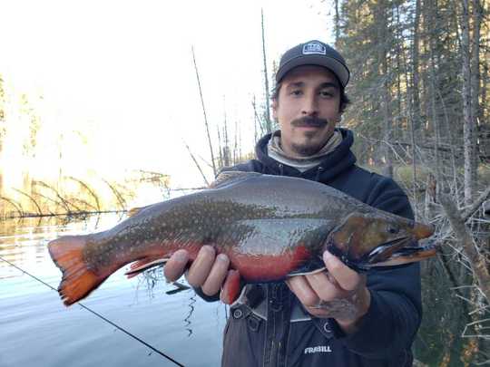 Brook Trout