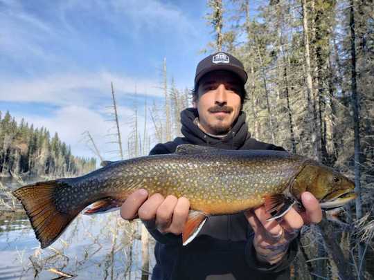 Brook Trout