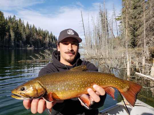 Brook Trout