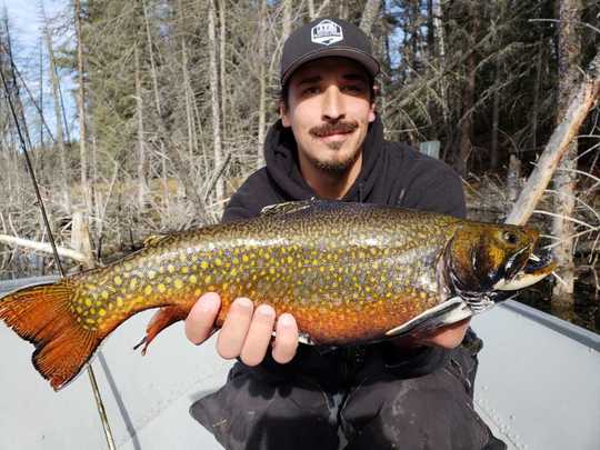 Brook Trout