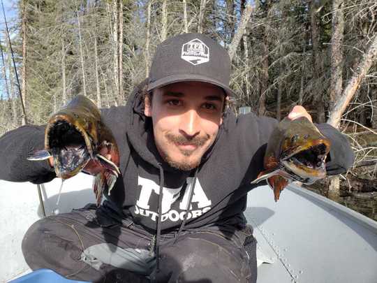 Brook Trout