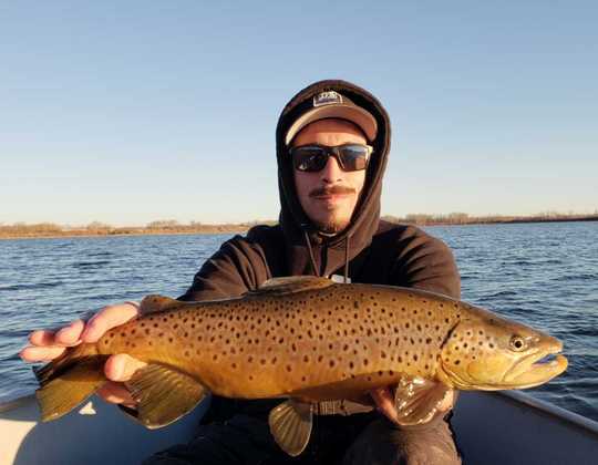 Brown Trout