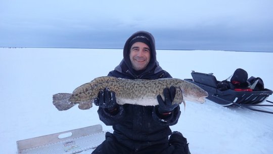 Burbot
