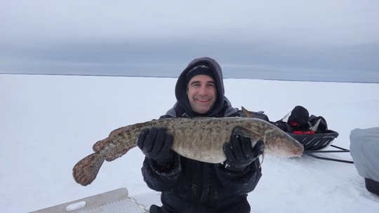 Burbot