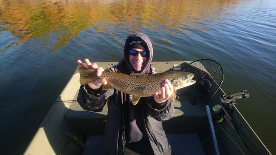 Brown Trout