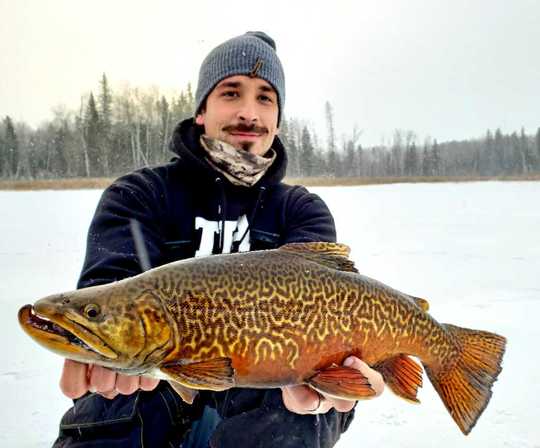 Tiger Trout