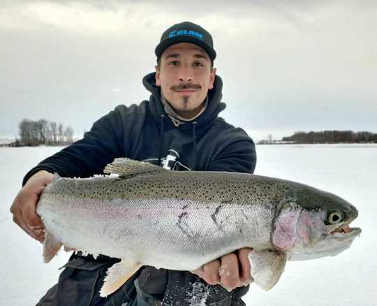 Rainbow Trout