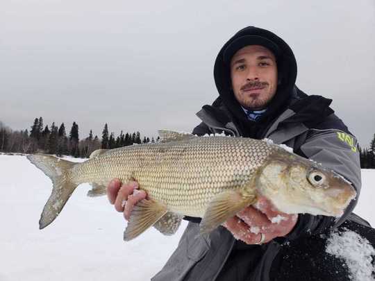Lake Whitefish