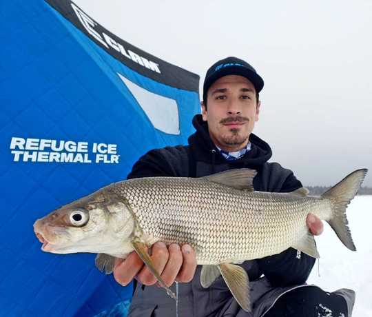 Lake Whitefish