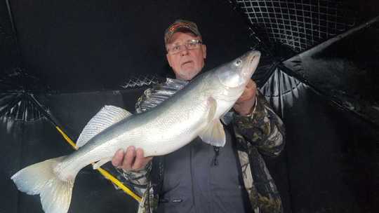 Walleye