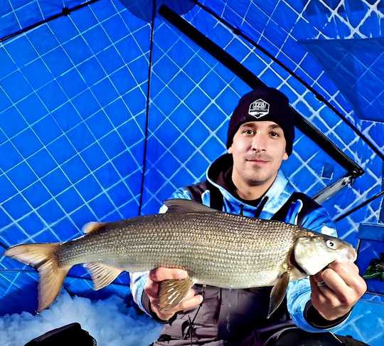 Lake Whitefish