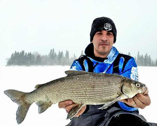 Lake Whitefish
