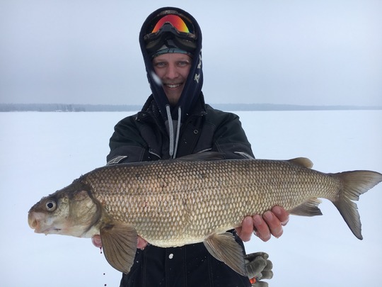 Lake Whitefish