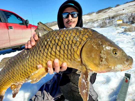 Common Carp