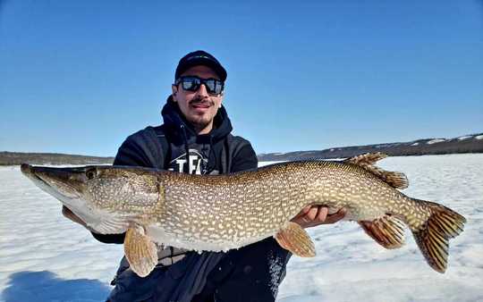 Northern Pike