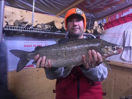 Lake Whitefish