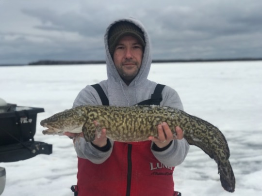 Burbot