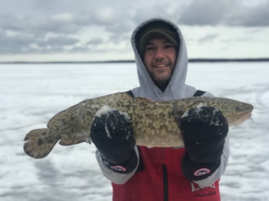 Burbot