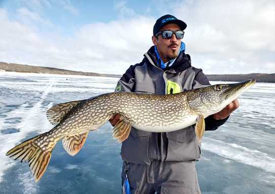 Northern Pike