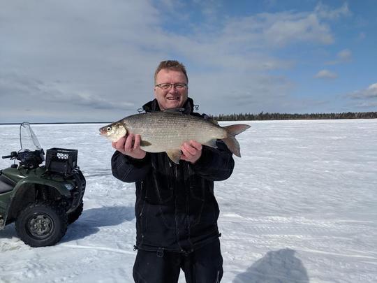Lake Whitefish