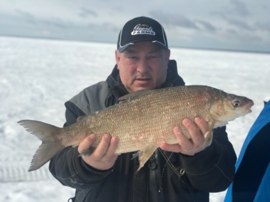 Lake Whitefish