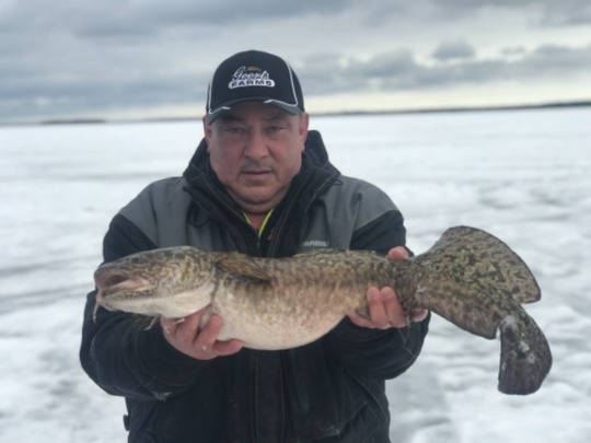 Burbot