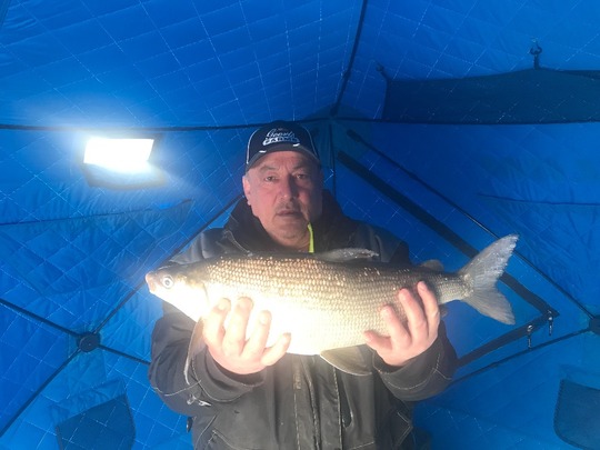 Lake Whitefish
