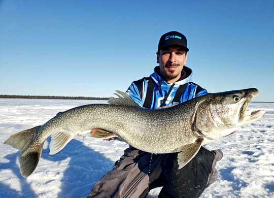 Lake Trout
